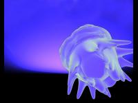 Роботы-медуза отправится покорять живой мир